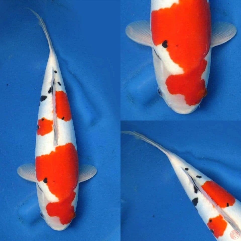 Sanke doitsu murni 40cm