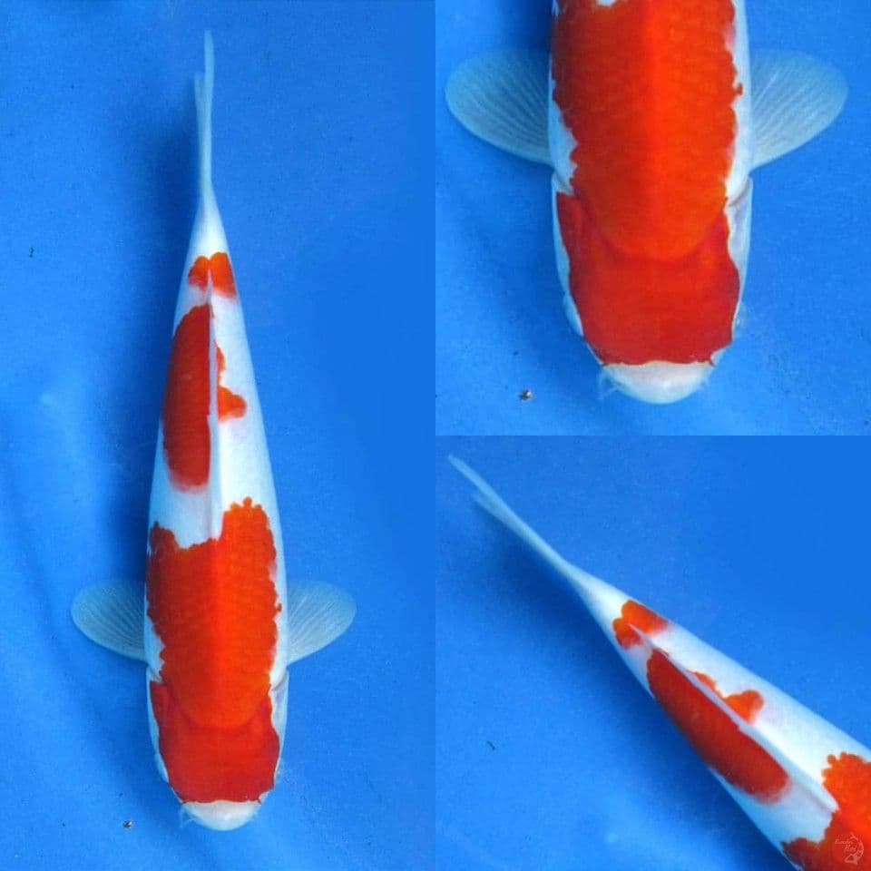Kohaku merah darah 24cm