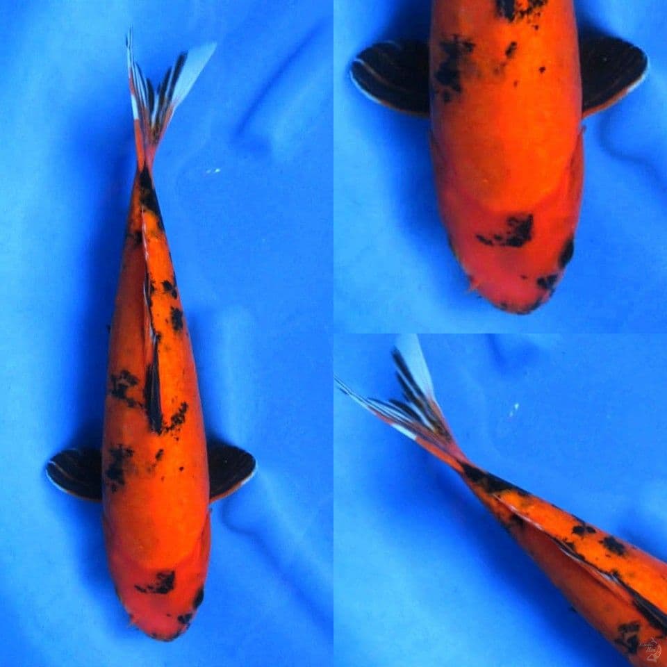 Utsuri jumbo 40cm