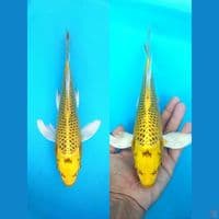 KUMPAY KIN MATSUBA 26+CM