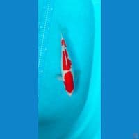 kohaku SQ 31 cm