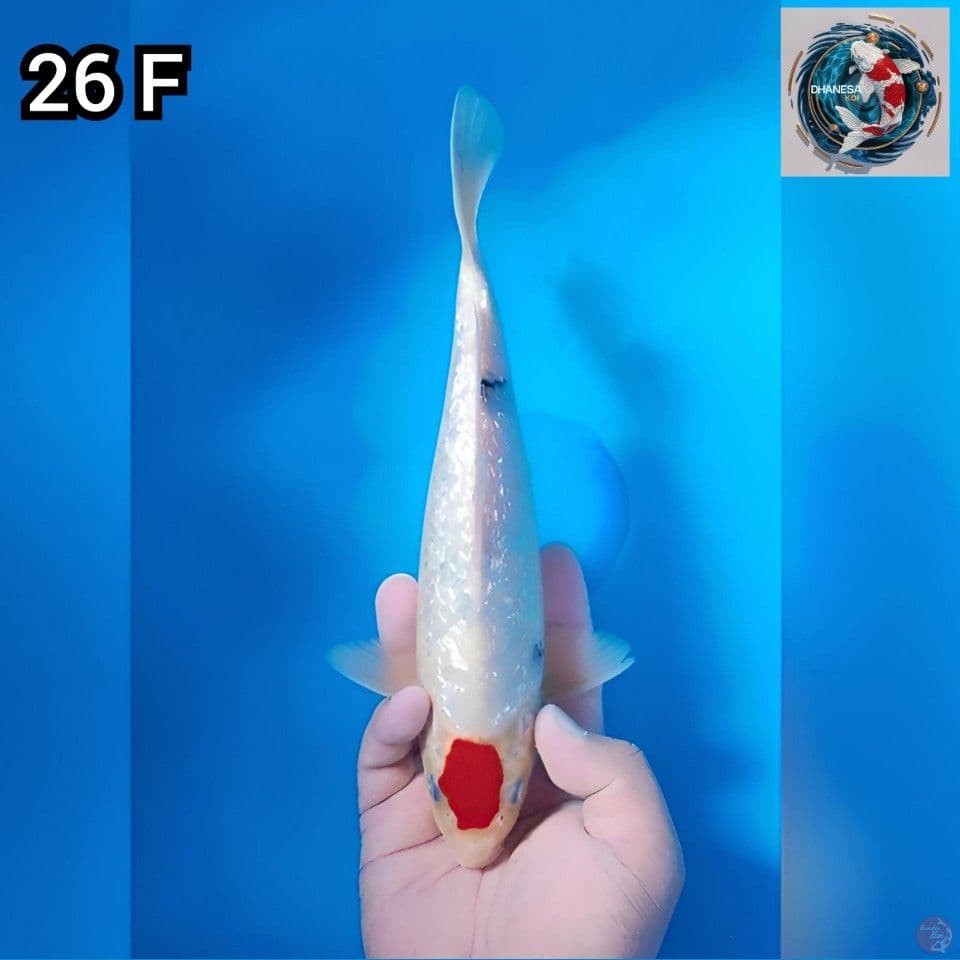 Tancho Tategoi Ginrin Original 26cm Betina