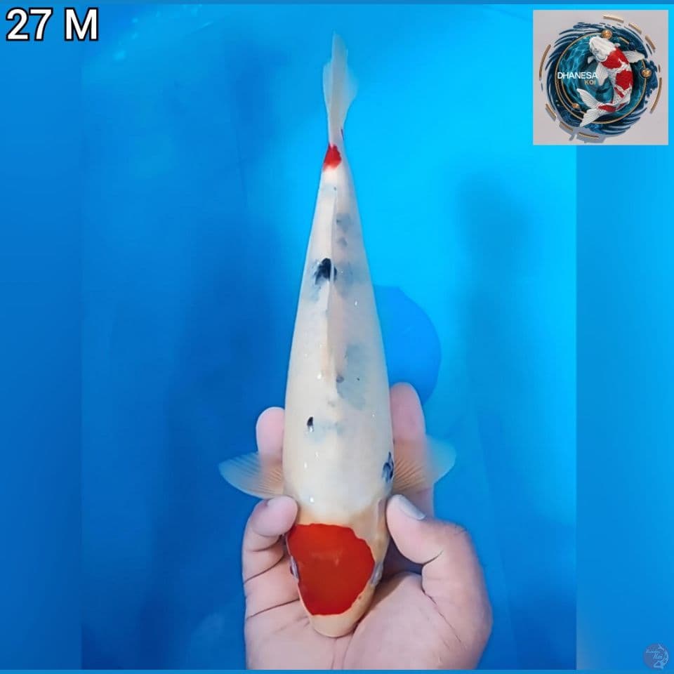 Maruten Tategoi Original 27cm Jantan 