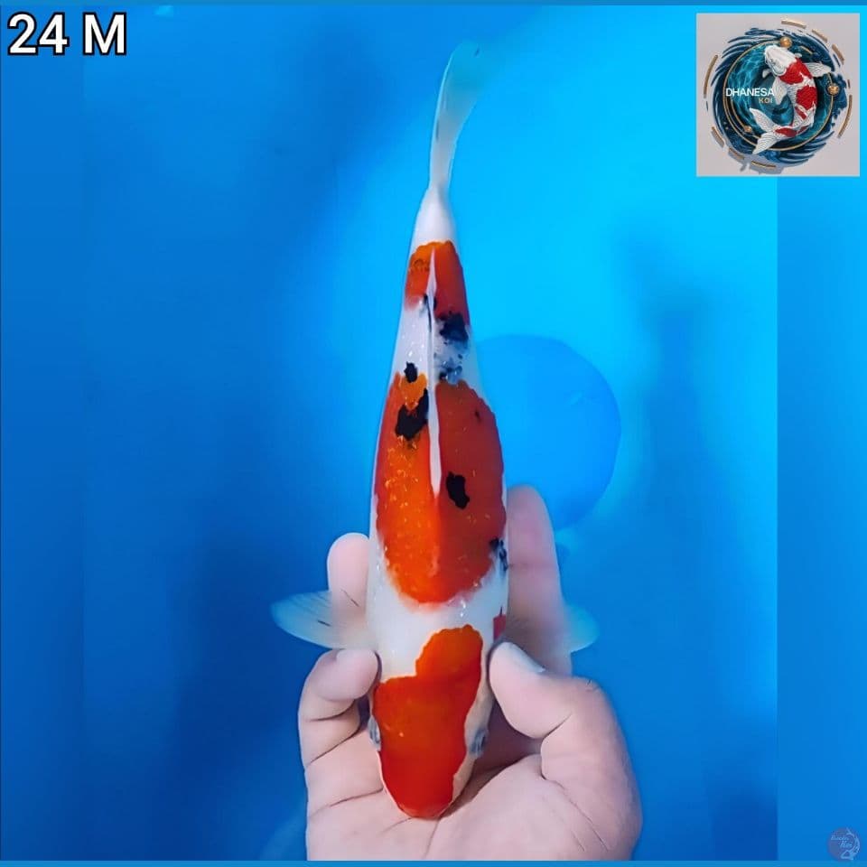 Sanke Ginrin Step Original 24cm Jantan 