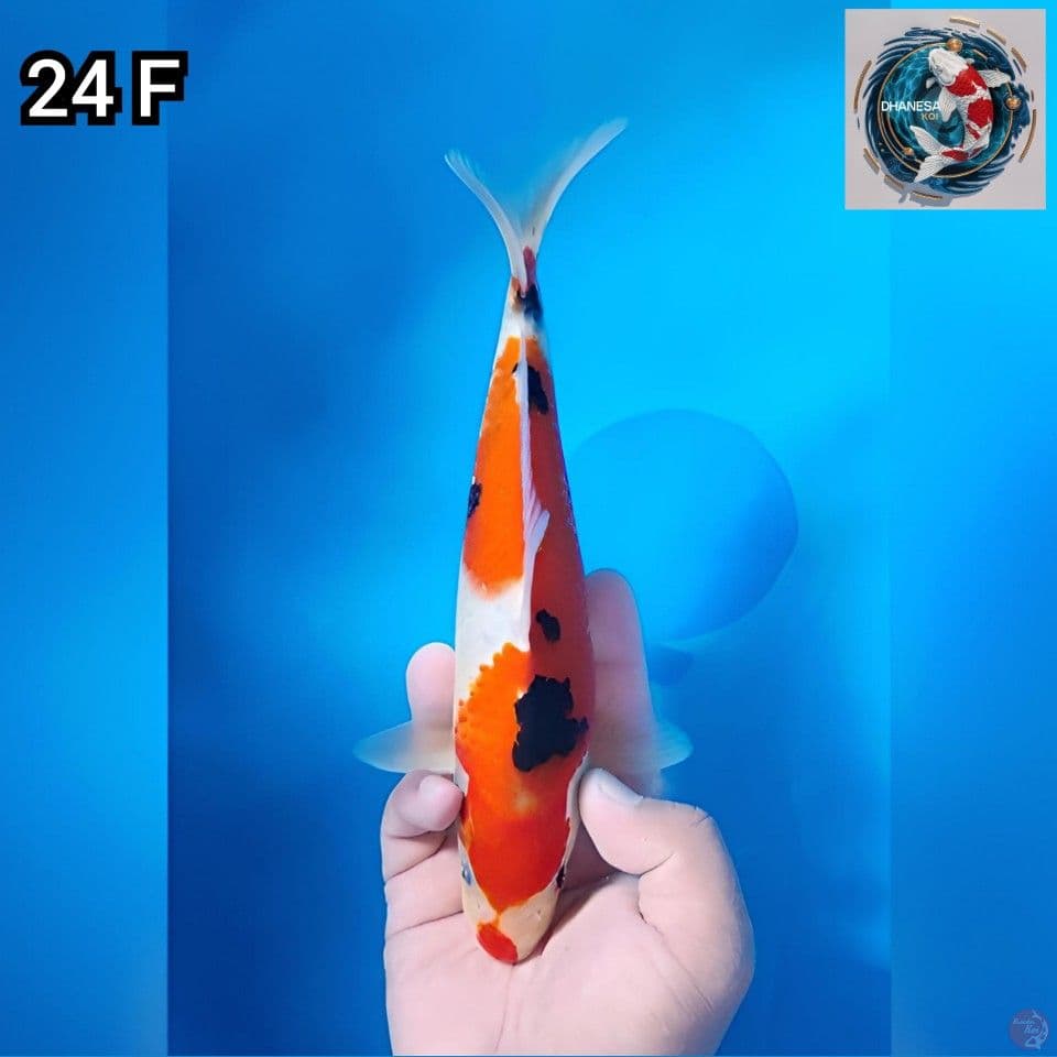 Kucibeni Sanke 24cm Betina 