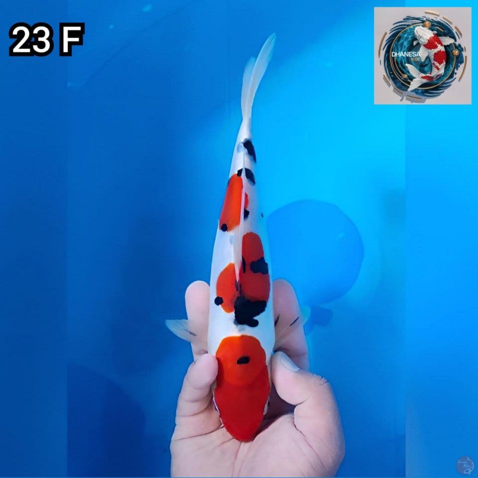 Doitsu Murni 23cm Betina