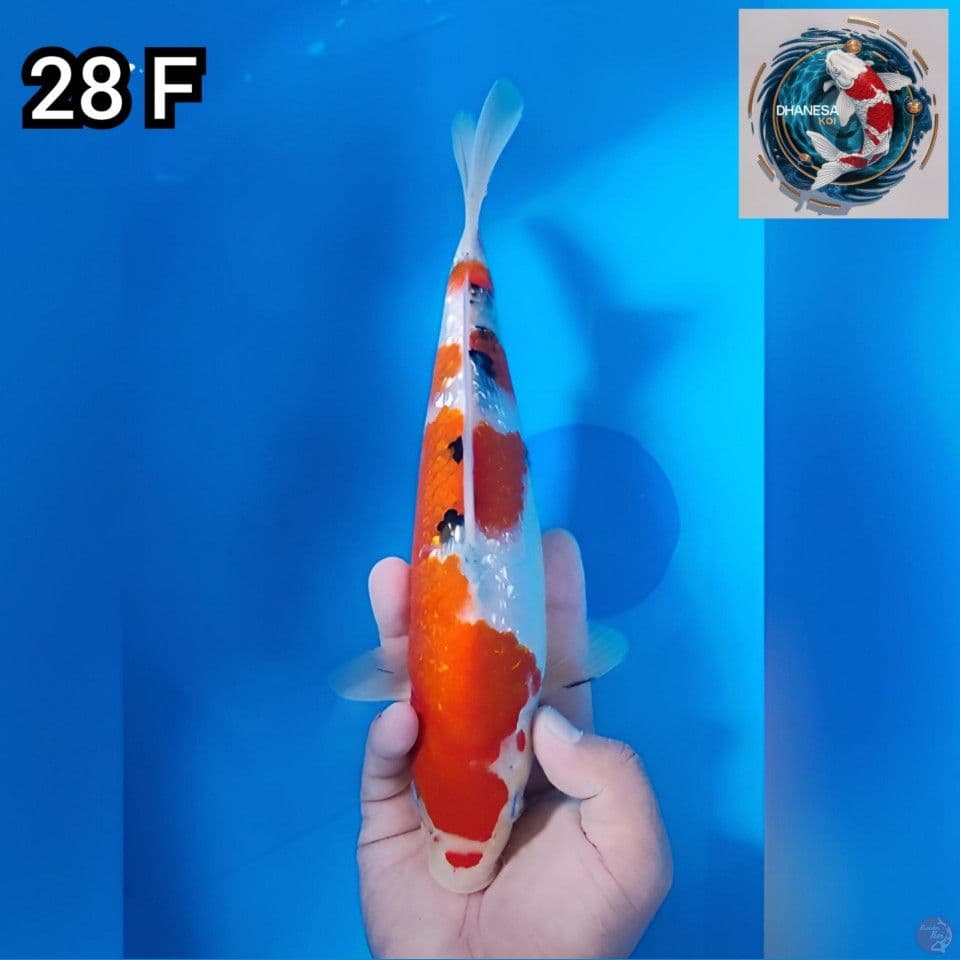 Sanke Ginrin Original 28cm Betina