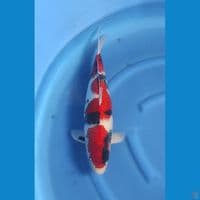 showa male super josh 50cm