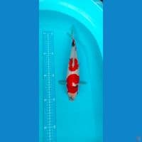 showa 3 step 34cm