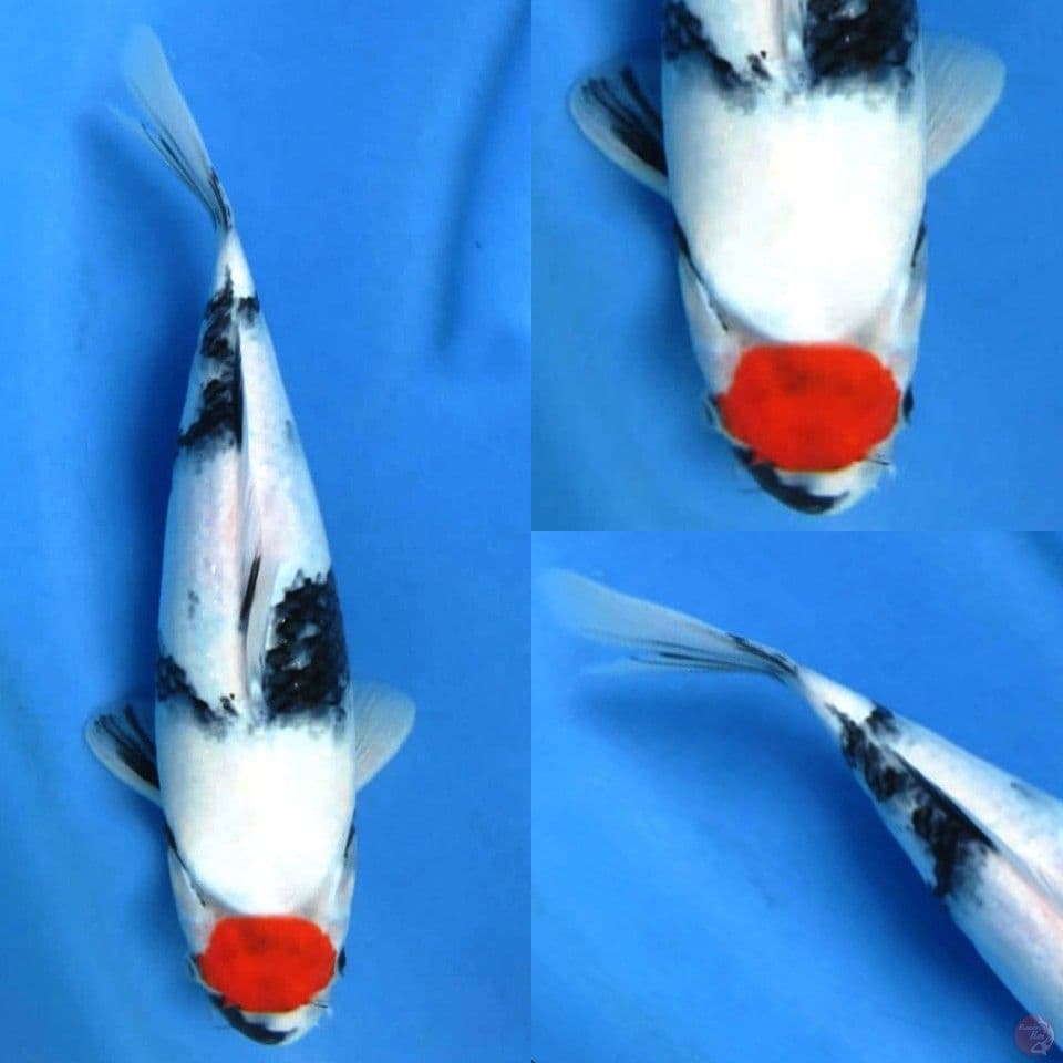 Tosai tancho ori no bocor 32cm