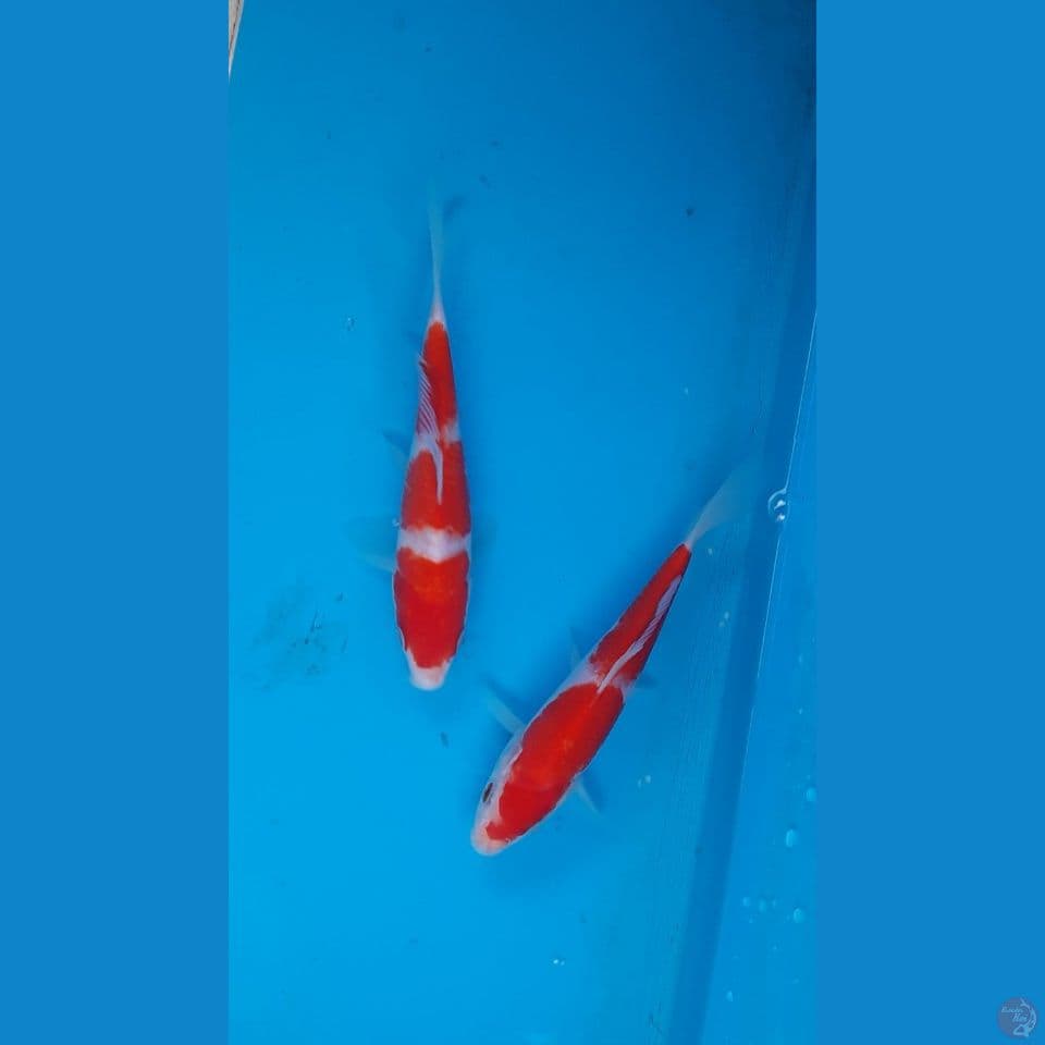 kohaku 
