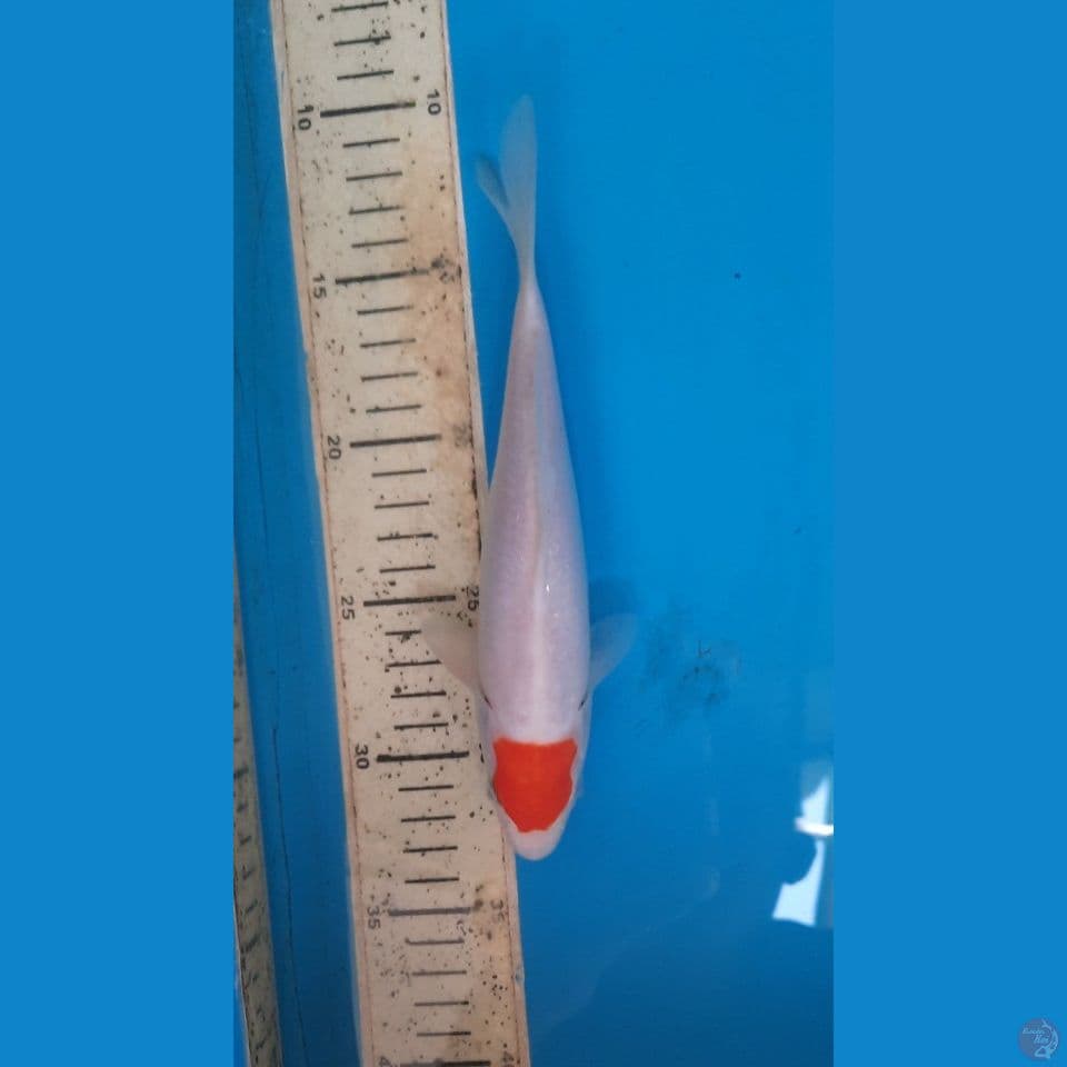 t kohaku 