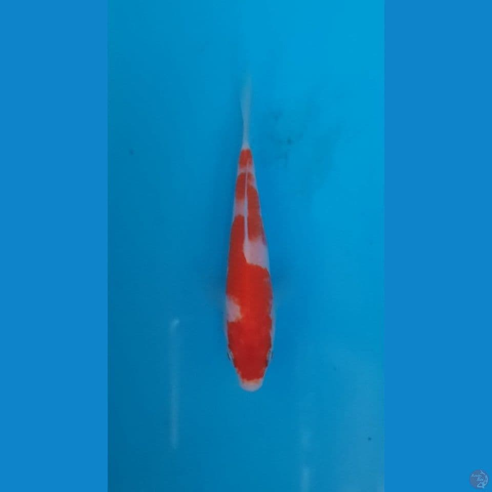 kohaku