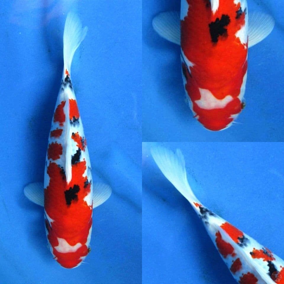 Sanke merah sekali 29cm