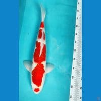 RED KUCHIBENI 48CM MALE ORI JUMBO