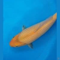 Karashi punuk 30cm