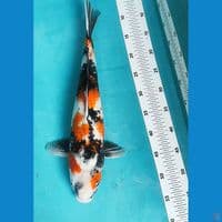  SHOWA 47CM BODY JUMBO /FM