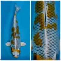 Kujaku yellow F1 marusai 33cm 