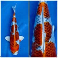 Kujaku pola original F1 marusai 30cm 