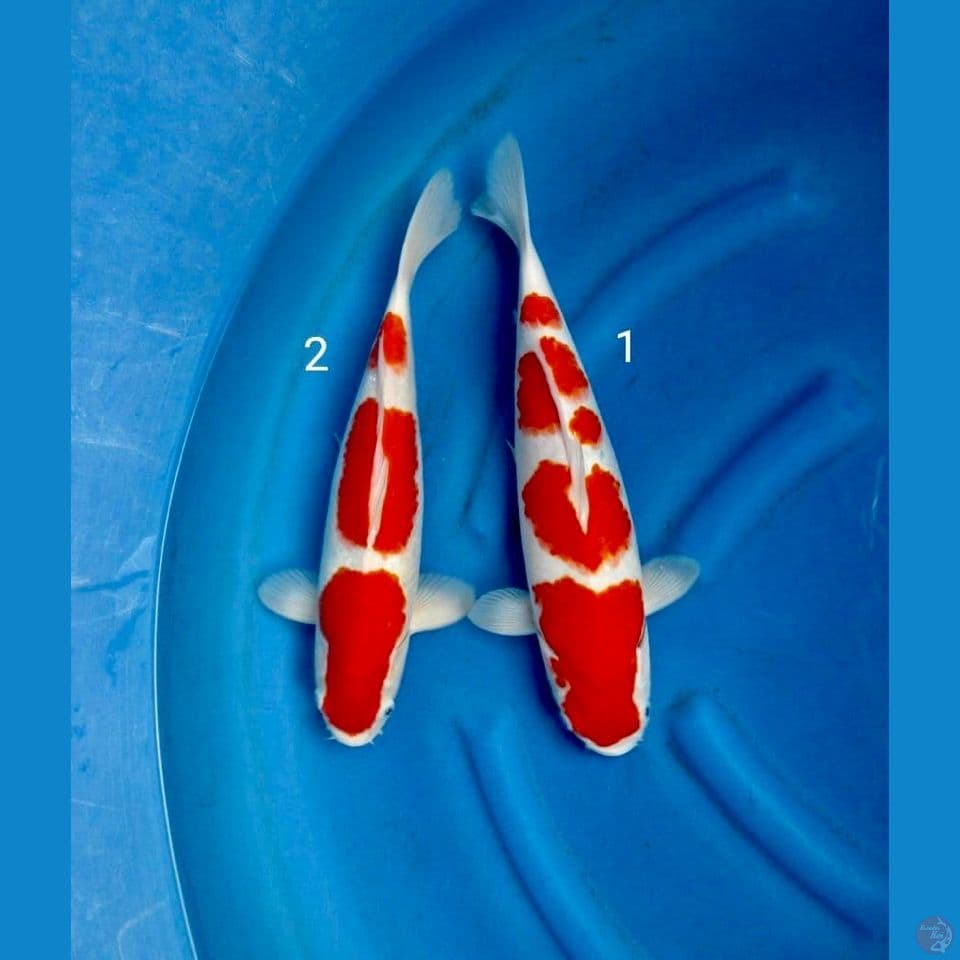 paket mix kohaku 2 ekor murmer size 40cm