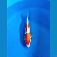 doidsu kohaku 25cm