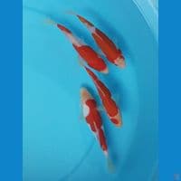 17-19 KOHAKU DOIT MURNI, ORI 