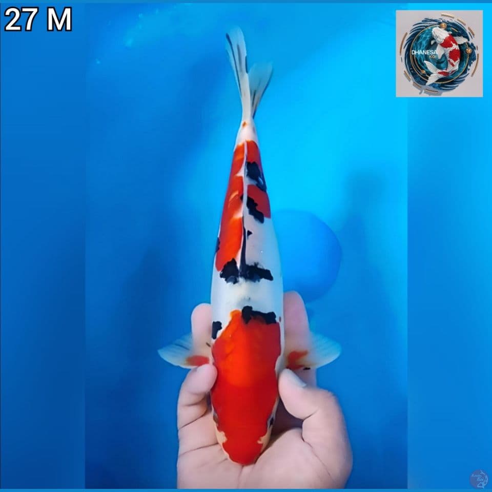 Doitsu original 27cm jantan