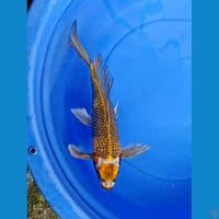 kage kumpay 37 cm