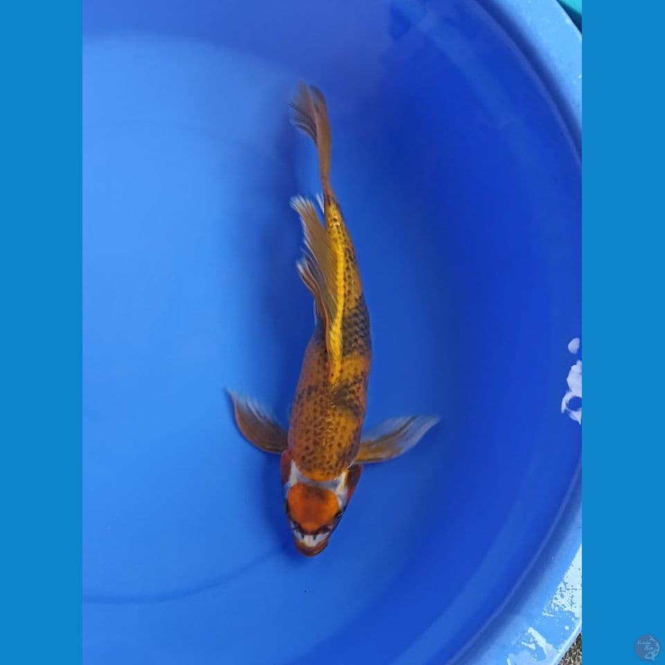 kage kumpay 39 cm