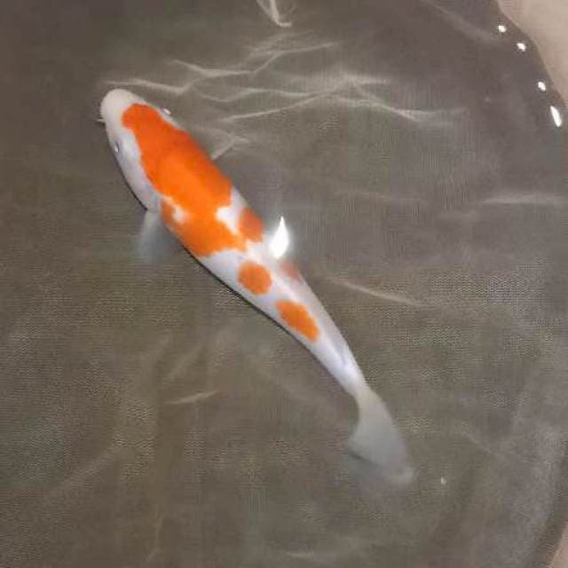 F1 Kohaku Murni