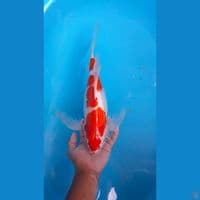 Kumpay kohaku 37cm