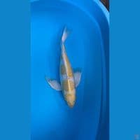 kumpay hariwake 40cm