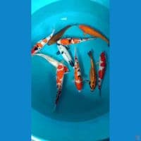 sk paket mix 10ekor