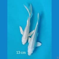 13cm Paket Platinum 