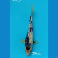28cm GINRIN Sring