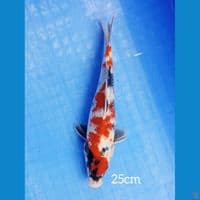 25cm KANOKO SHOWA ORI