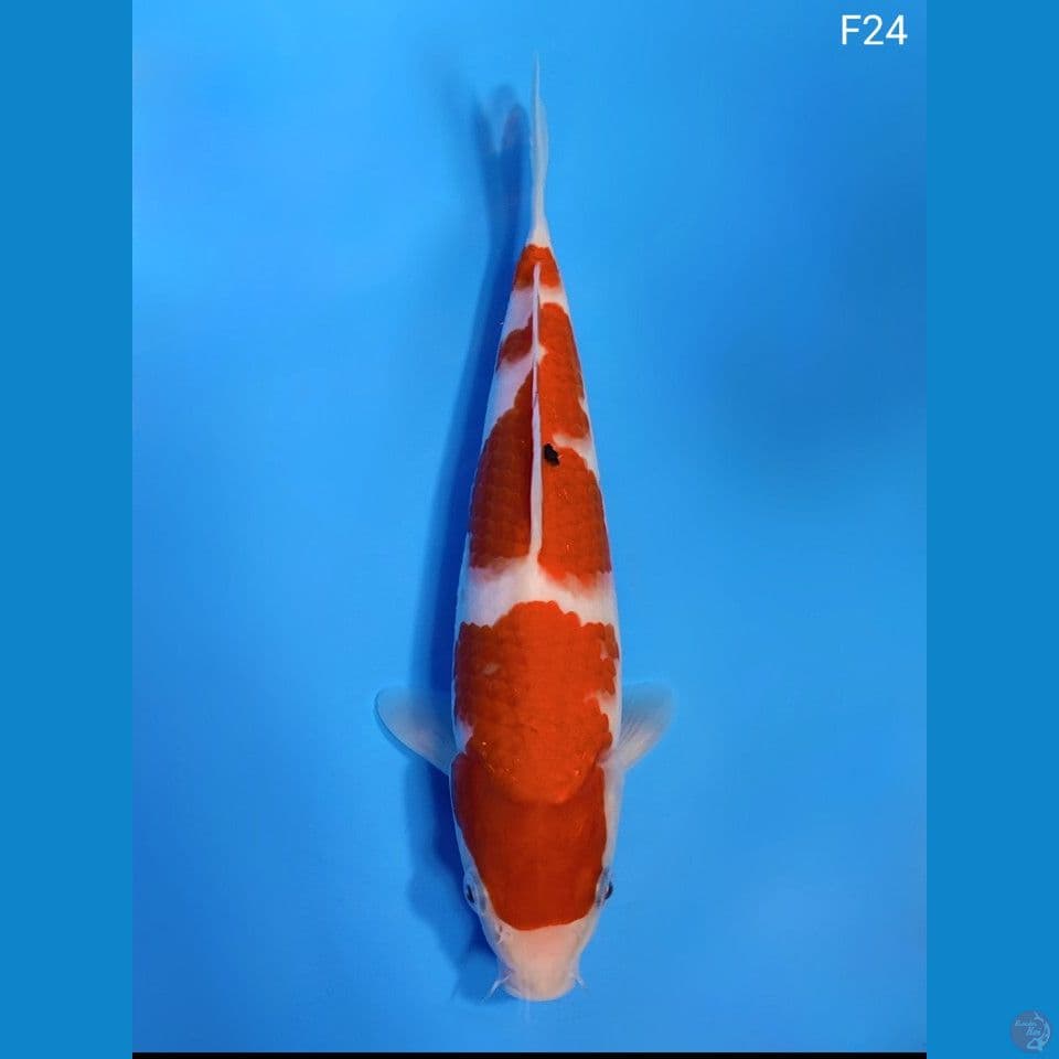 SANKE 24CM