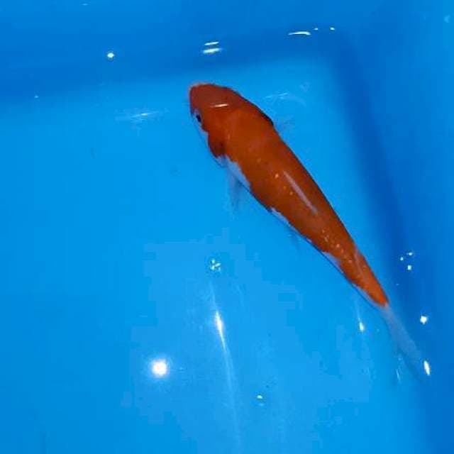 F1 Kohaku Merah Merona
