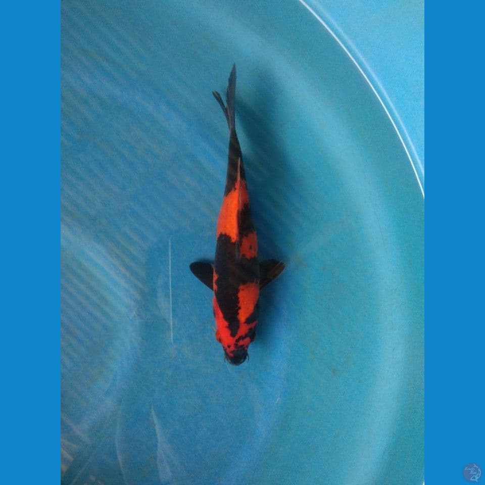 utsuri juara 2 size 20