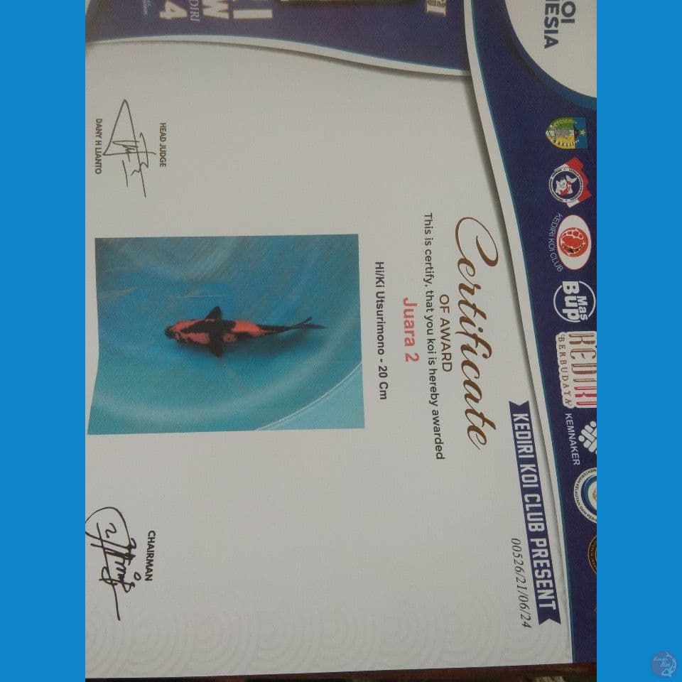 utsuri juara 2 size 20