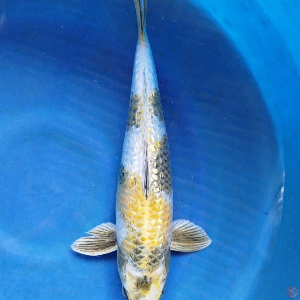 kin ki sowa gindrin size 42 cm jantan