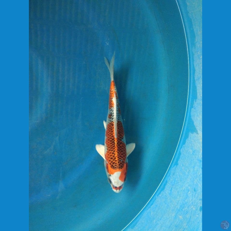 kojaku 22cm juara 2