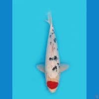 Tancho Sanke 32cm
