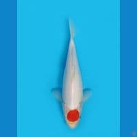 Tancho KHOHAKU 26CM
