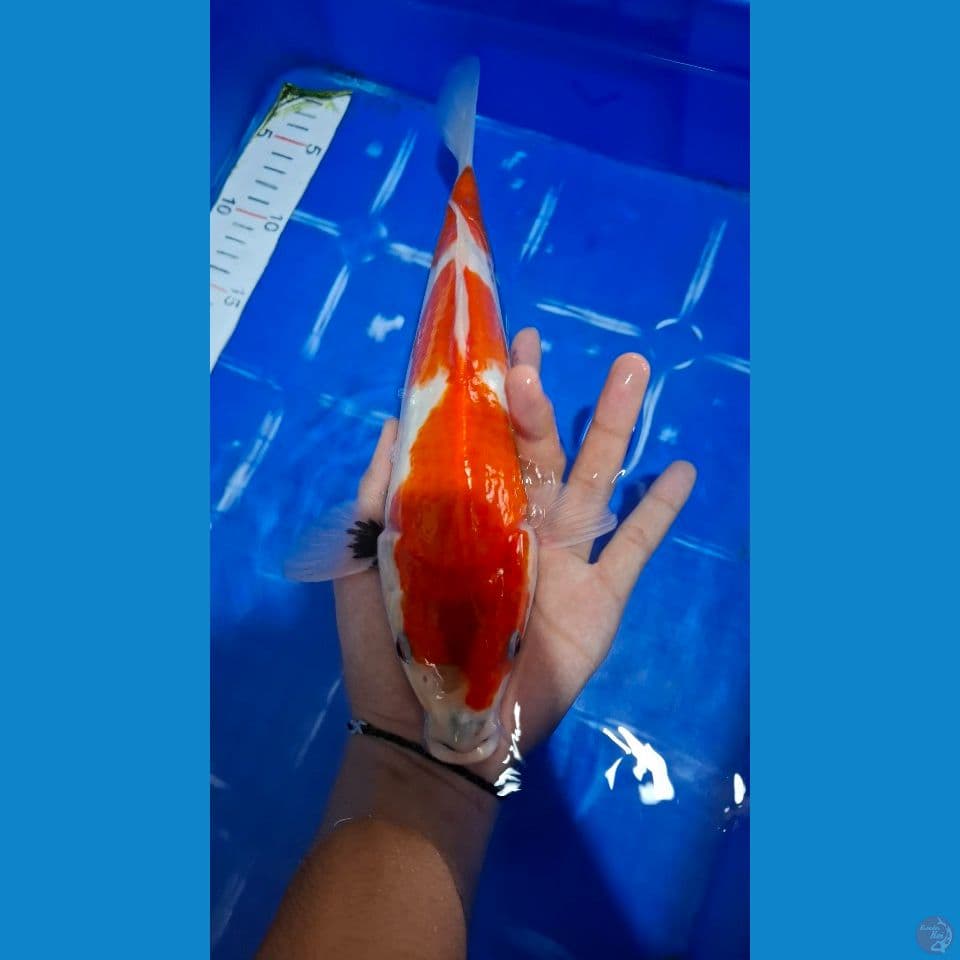 showa tategoi 30cm
