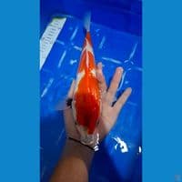 showa tategoi 30cm