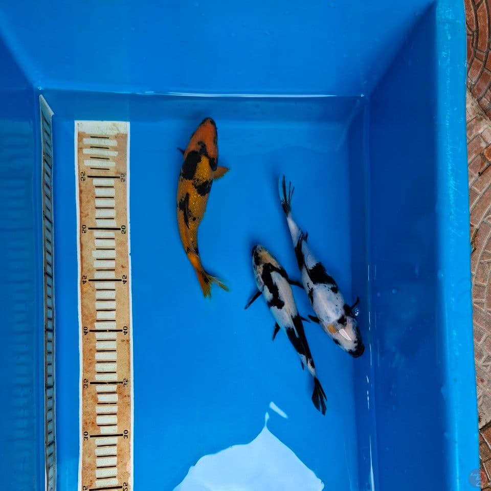 MIX KOI 3EKOR 25BU (PK1)