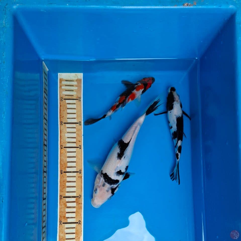 MIX KOI 3EKOR 25BU (PK2)