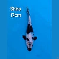 SHIRO UTSURI 17CM