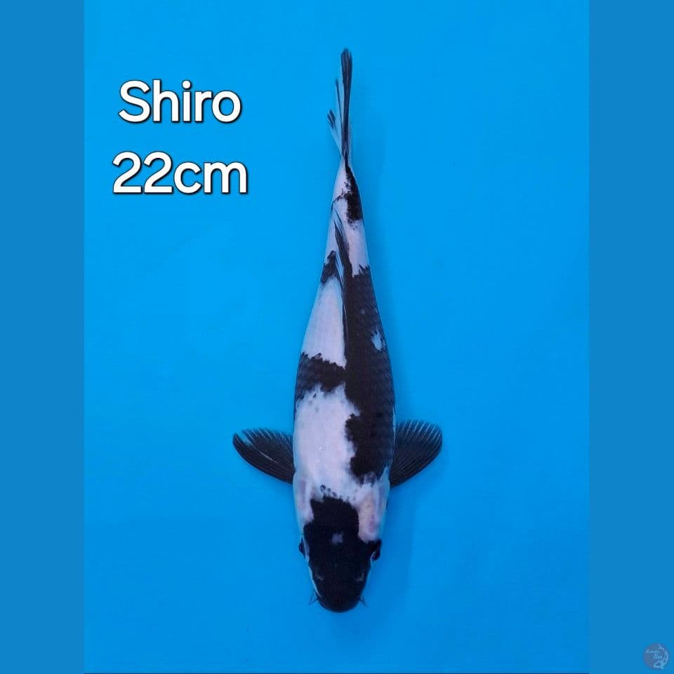 SHIRO UTSURI 22CM
